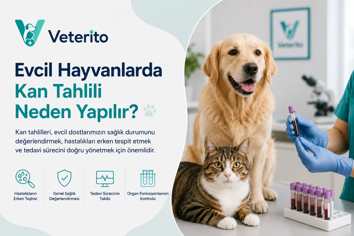 Evcil Hayvanlarda Kan Tahlili Neden Yapılır?