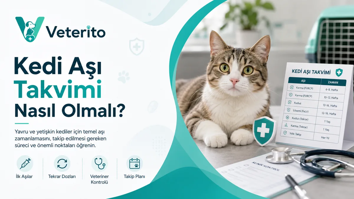 Kedi Aşı Takvimi Nasıl Olmalı? Yavru ve Yetişkin Kedide Aşılar