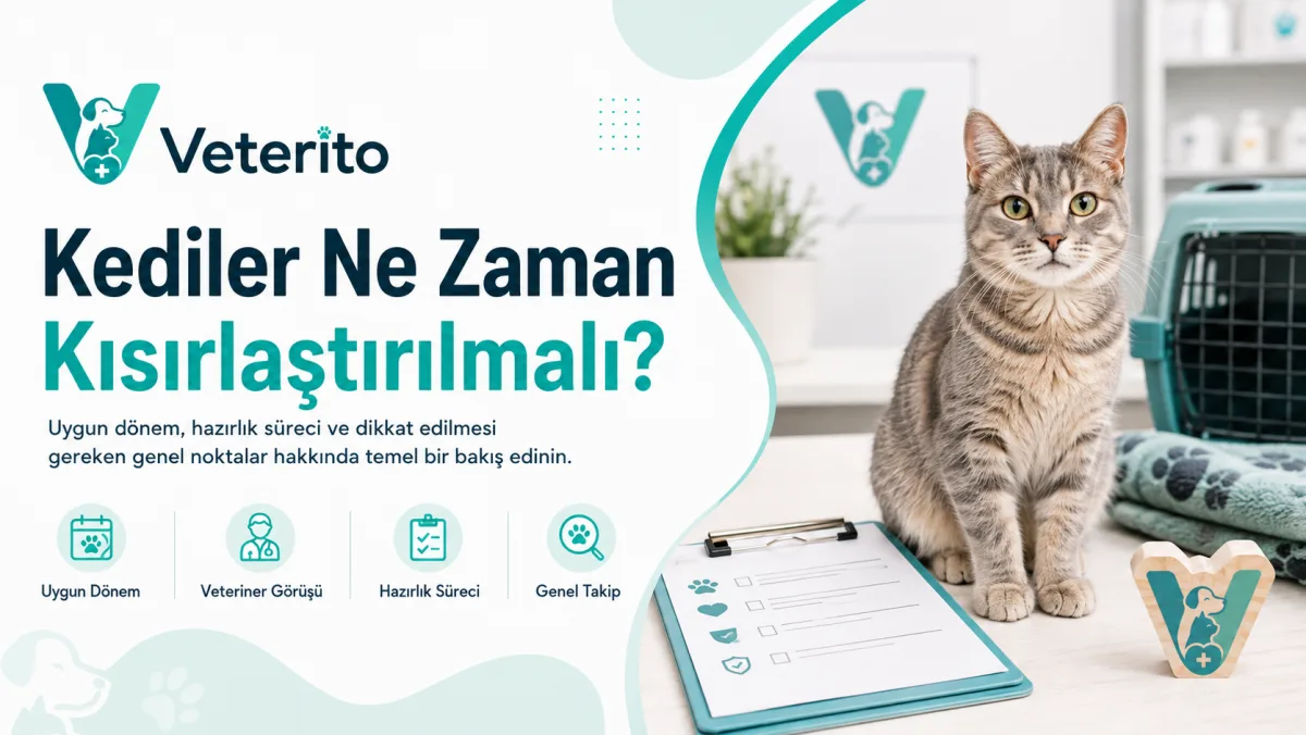 Kediler Ne Zaman Kısırlaştırılmalı?