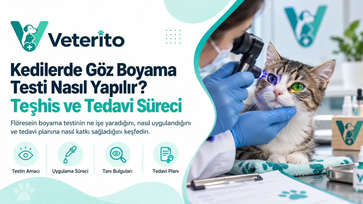 Mavi ışıklı göz muayene aletiyle tekir kedinin gözüne bakan veteriner hekim; boyanan gözün yeşil parladığı muayene masası