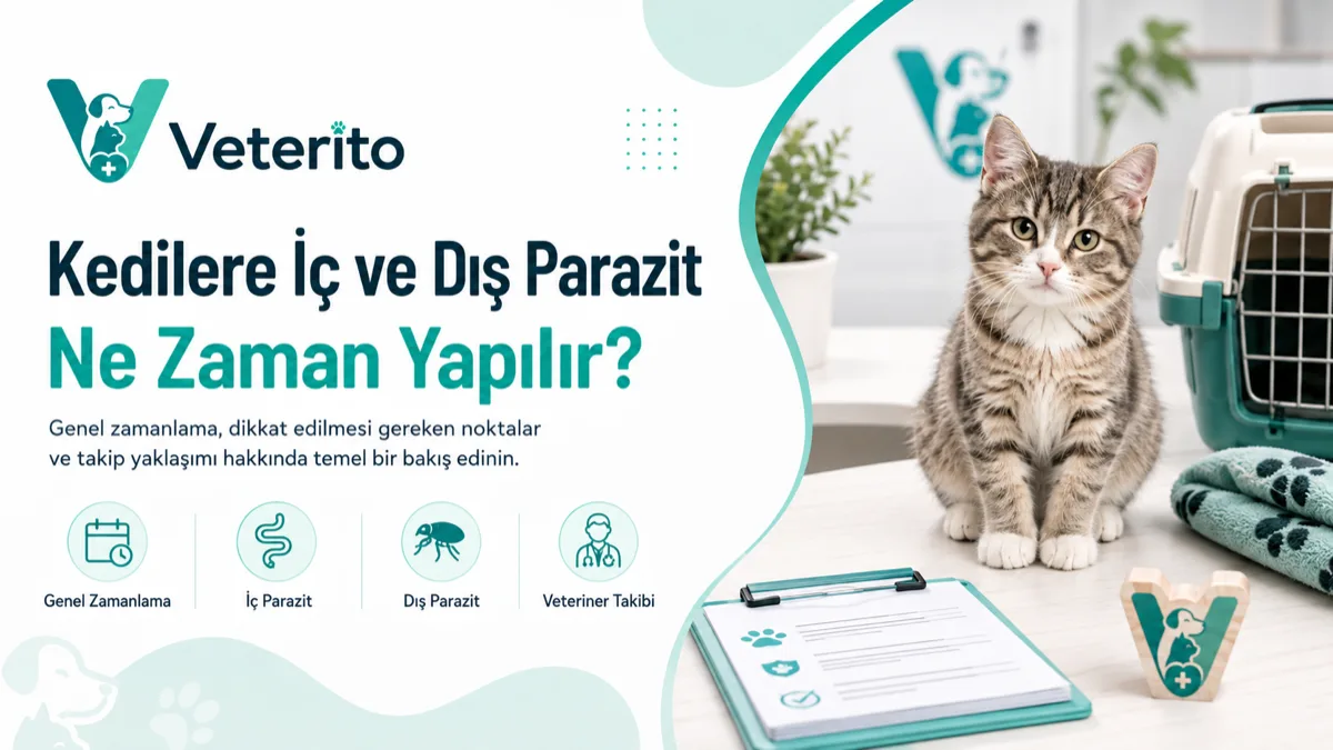 Kedilere İç ve Dış Parazit Ne Zaman Yapılır?