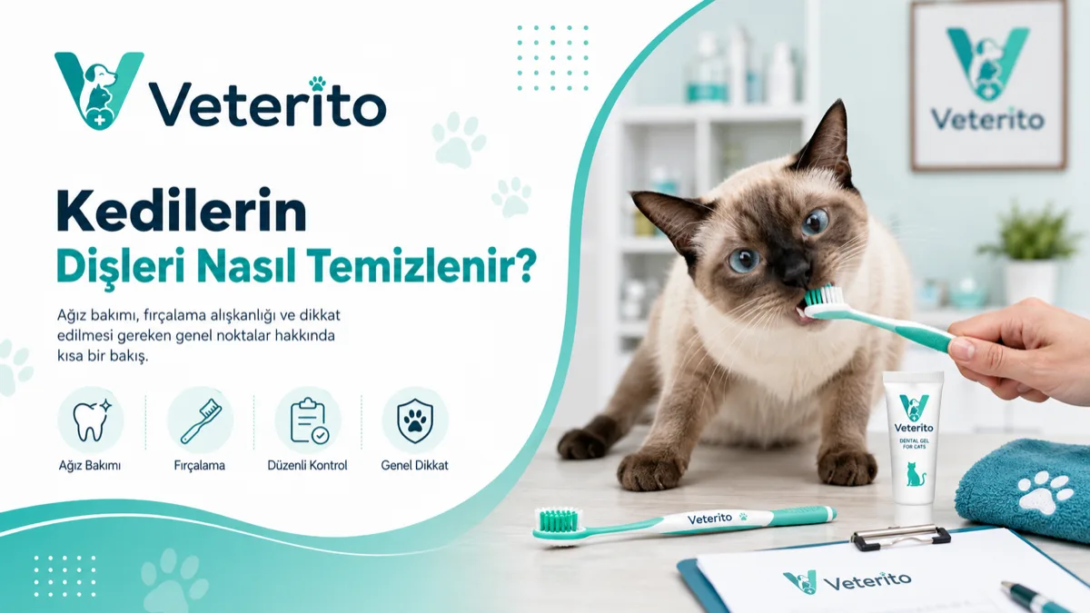 Kedilerin dişleri nasıl temizlenir konulu yazının kapak görseli; kedi ağız ve diş bakımı