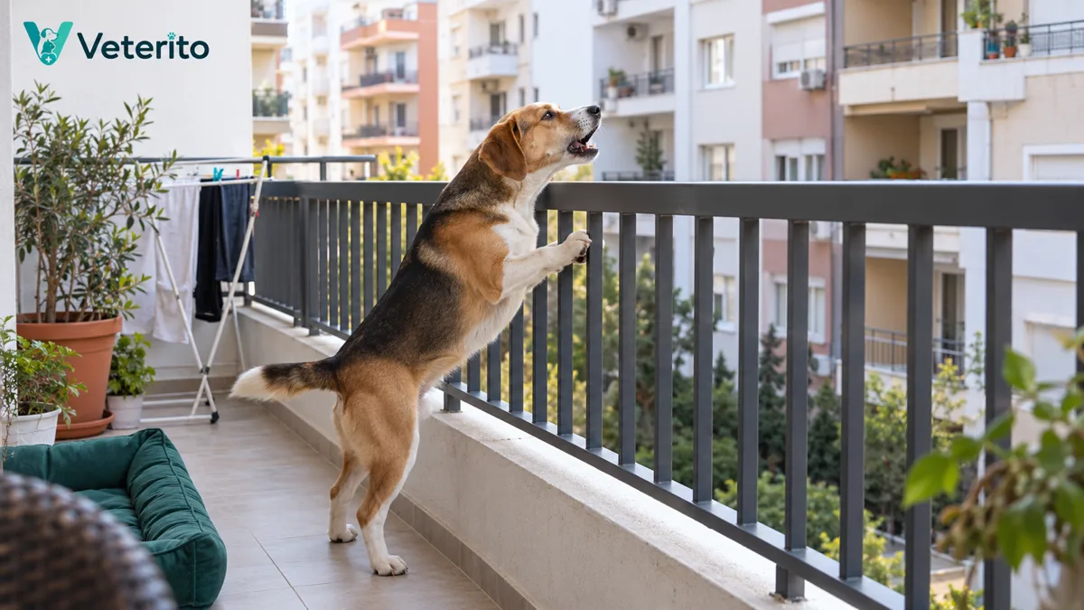 Komşunun köpeği havlıyor konulu yazının kapak görseli; apartman balkonunda ön ayaklarını korkuluğa dayayıp havlayan bir köpek