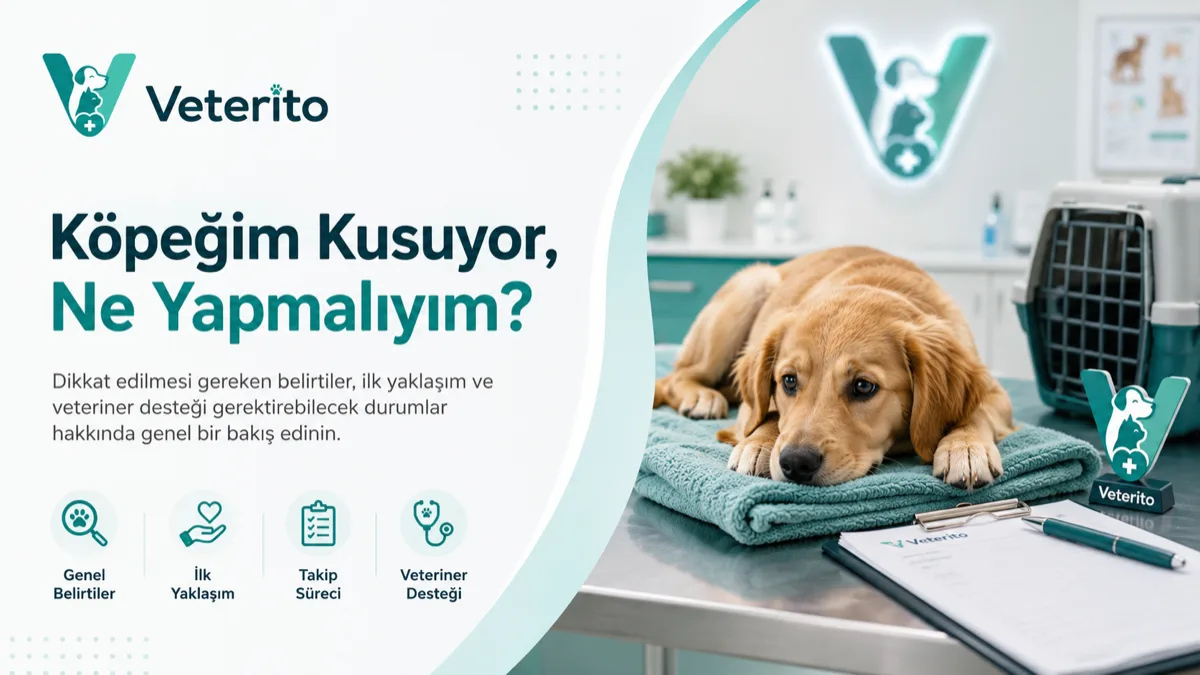 Köpeklerde kusma konulu yazının kapak görseli; kusan köpek, acil belirtiler ve veterinere başvuru zamanı