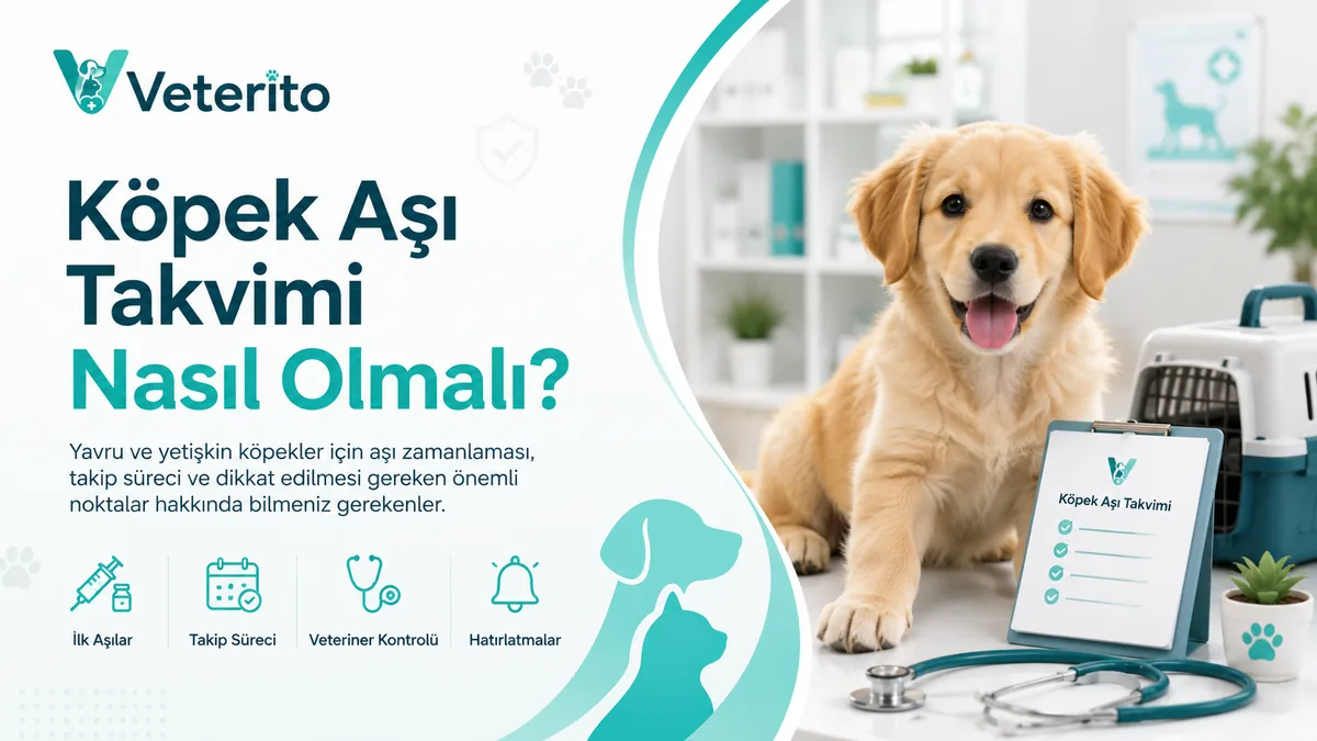 Köpek Aşı Takvimi Nasıl Olmalı? Yavru ve Yetişkin Köpekte Aşılar