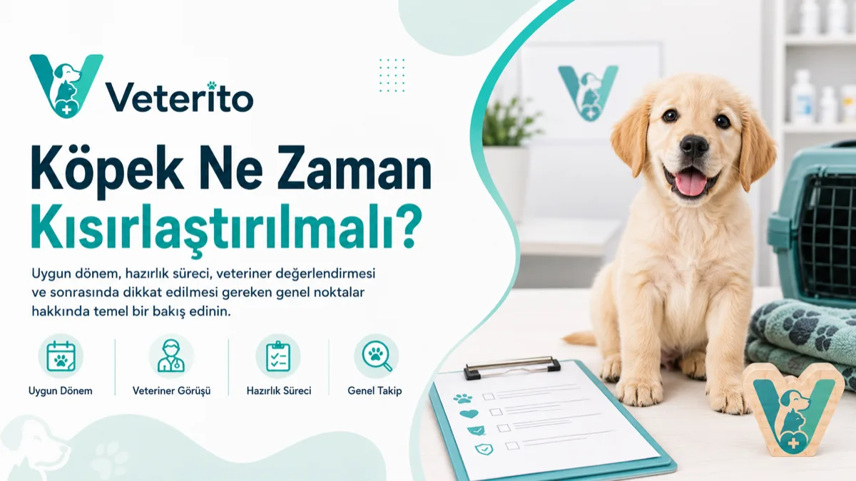 Köpeklerde kısırlaştırma yaşı konulu yazının kapak görseli; ırk büyüklüğüne ve cinsiyete göre zamanlama