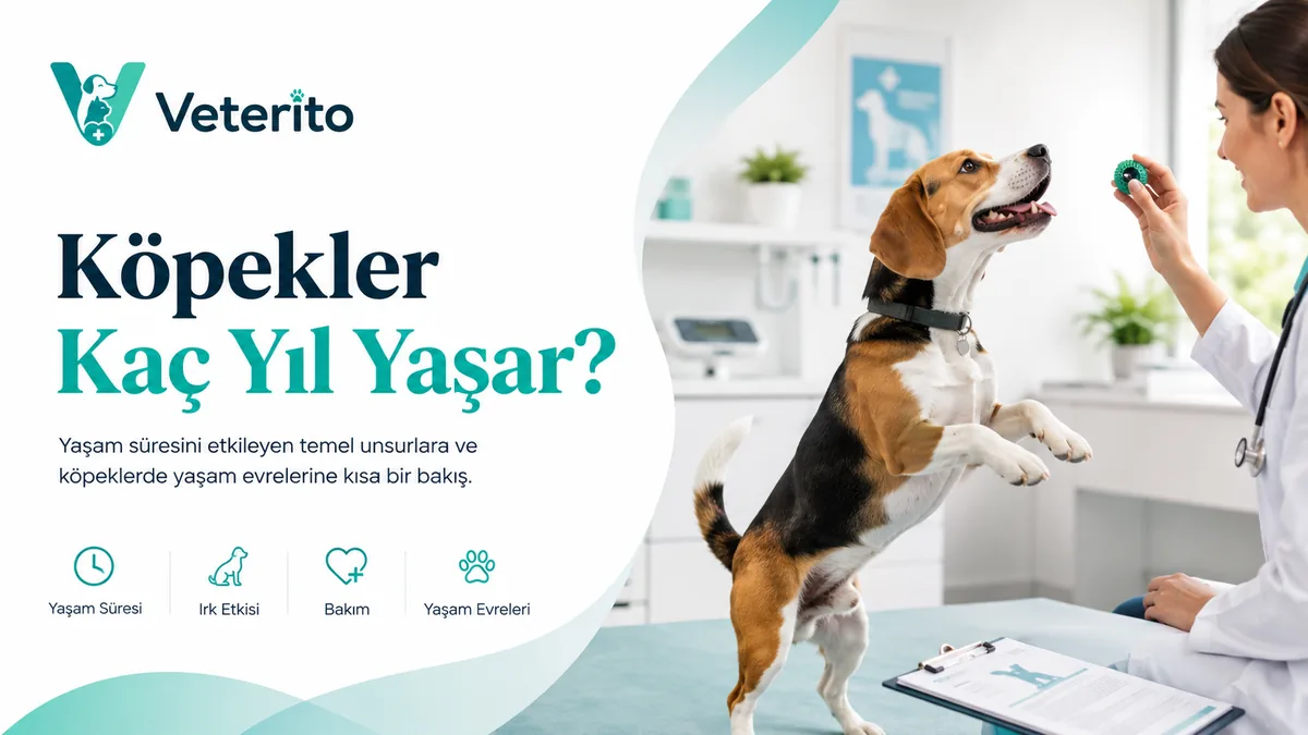 Köpekler Kaç Yıl Yaşar? Irka ve Boya Göre Ömür