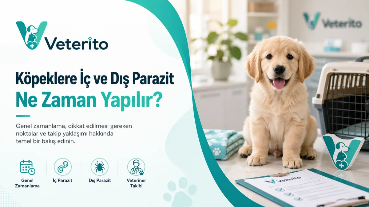 Köpeklerde iç ve dış parazit uygulaması konulu yazının kapak görseli; yaşam biçimine göre uygulama sıklığı