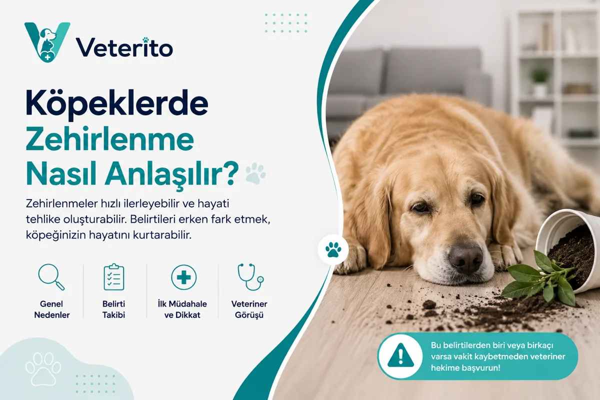 Köpeklerde Zehirlenme Nasıl Anlaşılır?