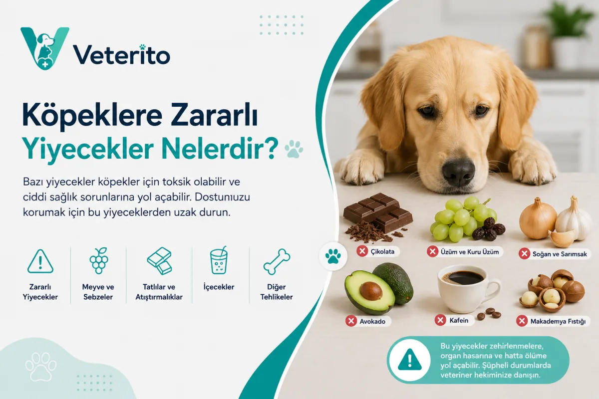 Köpeklere Zararlı Yiyecekler Nelerdir?