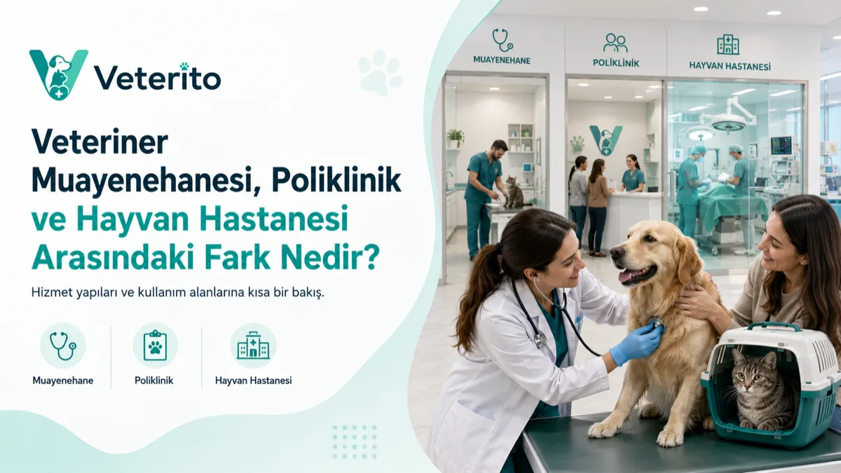 Veteriner Muayenehanesi, Poliklinik ve Hayvan Hastanesi Arasındaki Fark Nedir?