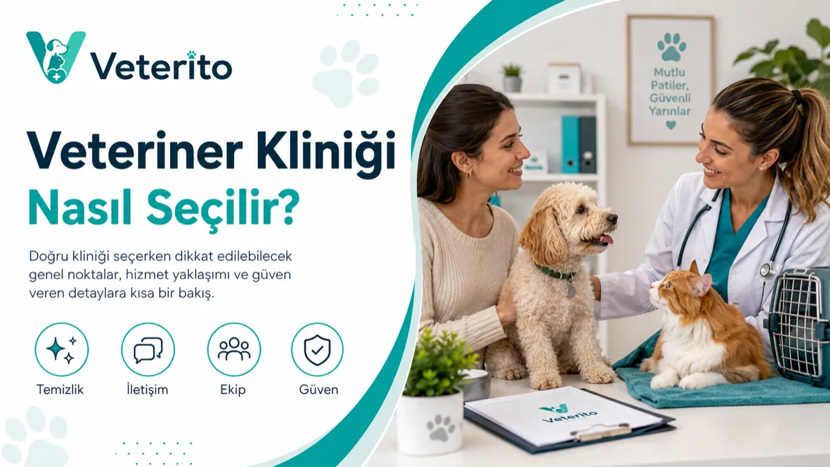 Veteriner Kliniği Nasıl Seçilir? Sorulacak Sorular
