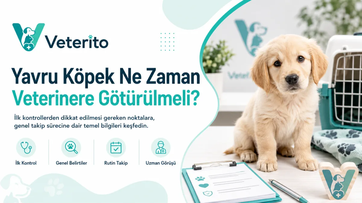 Yavru köpeğin ilk veteriner ziyareti konulu yazının kapak görseli; aşı dizisi ve ilk yılın kontrol takvimi